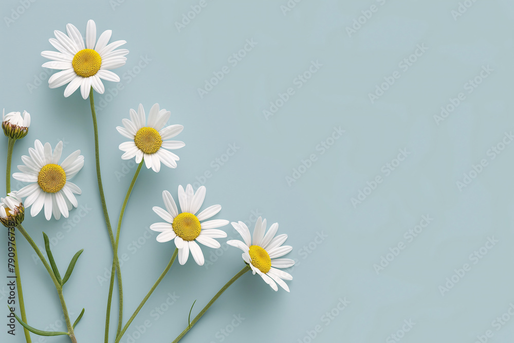 Multiple white and yellow daisies arranged on a bright blue background. Multiple white and yellow daisies arranged on a bright blue background.