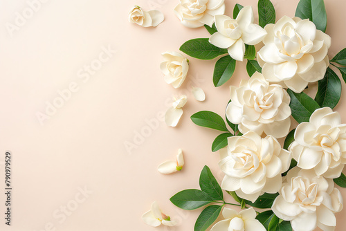 Many white gardenia flowers arranged on a bright pink backdrop.