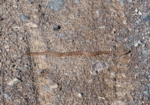 inconspicuous snake lies on the roadit is the common Cottonmouth a mediumsized snake with an elongated body and a characteristic triangular head. Its color brown  with characteristic spots or stripes  © Lana Kray