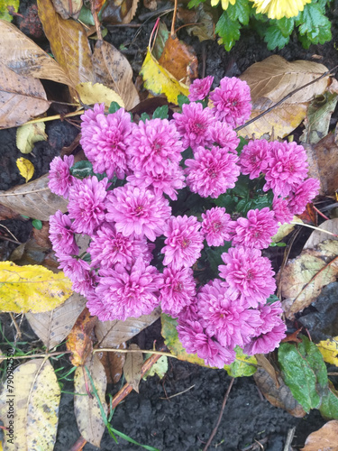 pink chrysanthemums among autumn leaves, top view