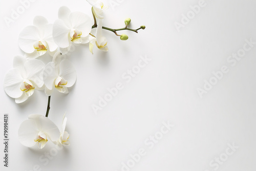 White orchids displayed on a white background with room for text placement.