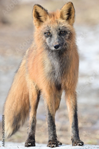 A curious cross fox, a color morph of the red fox (Vulpes vulpes), at the edge of Alaska's boreal forest in spring.