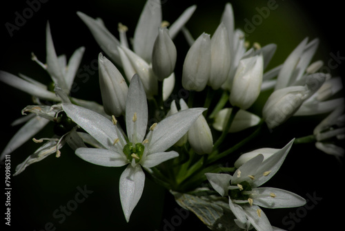 Naklejka bear garlic