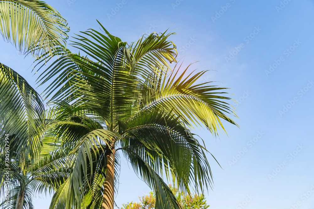 Fototapeta premium green palm leaf in sunlight