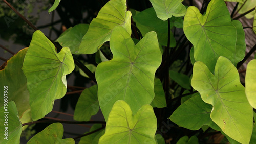 Swamp plants. Closeup view of Colocasia esculenta green leaves, growing in the pond.                      photo