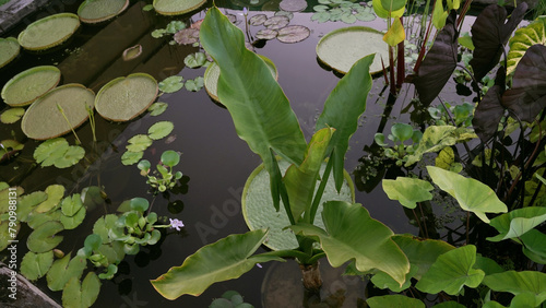 Aquatic plants. Closeup view of a Typhonodorum lindleyanum, also known as Water Banana, green leaves, and Victoria cruziana, growing in the garden pond. photo