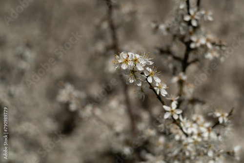 Białe kwiaty z bliska © Mateusz