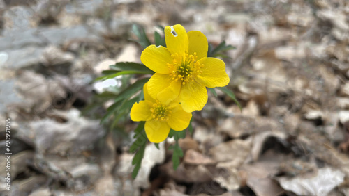 Close-up of a yellow ranunculus flower against a background of fallen autumn