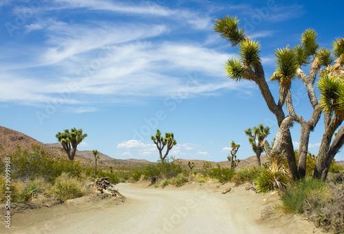 Joshua Tree National Park road with joshua trees and blue sky view. Mojave desert. Travel concept