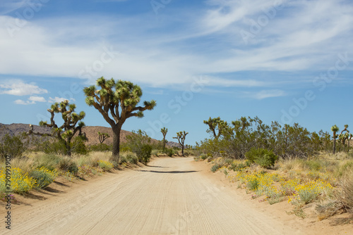 Beautiful Joshua Tree National Park road with joshua trees and blue sky view. Travel concept