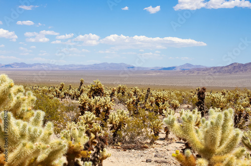 Cholla Cactus Garden trail with mountains and valley view in Joshua Tree National Park, California, USA