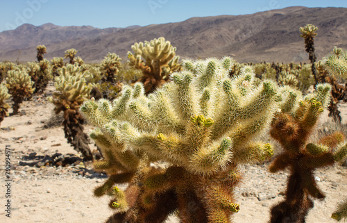 Close up of Cholla Cactus in Joshua Tree National Park, California, USA