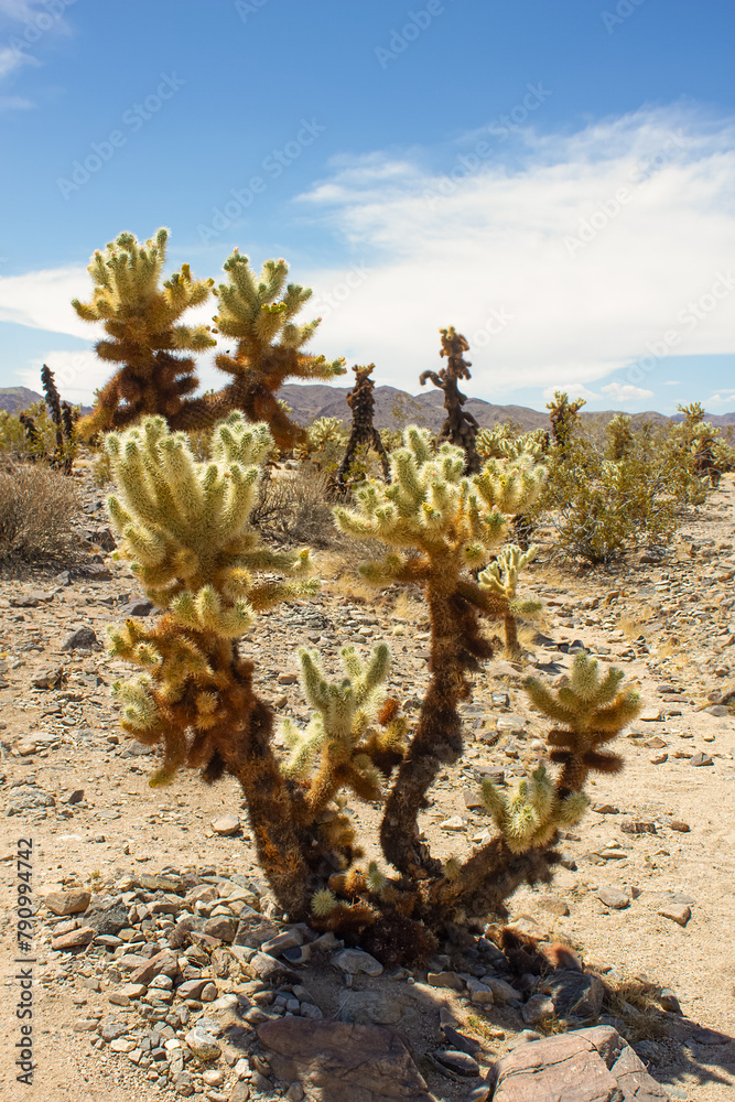 Cholla Cactus Garden trail in Joshua Tree National Park, California, USA Cholla Cactus Garden trail in Joshua Tree National Park, California, USA