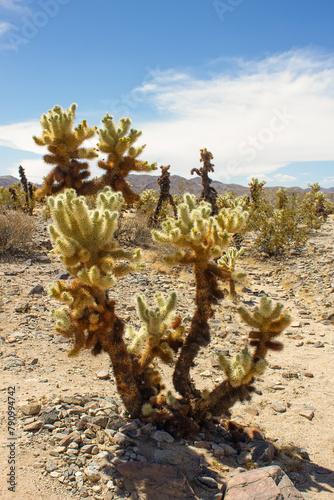 Cholla Cactus Garden trail in Joshua Tree National Park, California, USA
