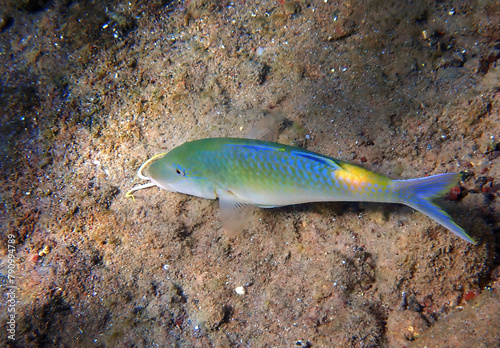 Close-up of Yellow-saddle goatfish, scientific name is Parupeneus cyclostomus...