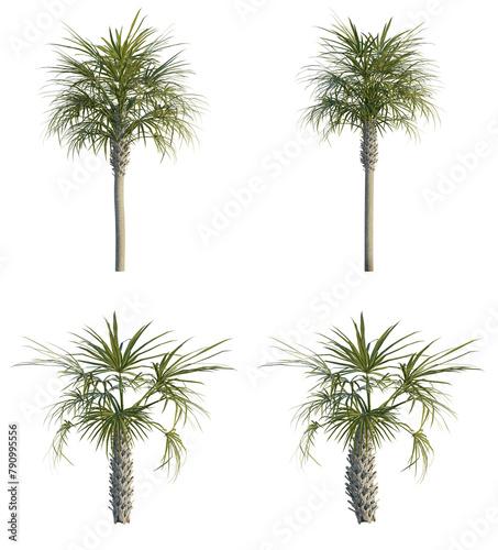 Sabal palmetto 4K png cutout