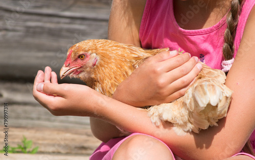 A girl holds a red hen in her arms and feeds it