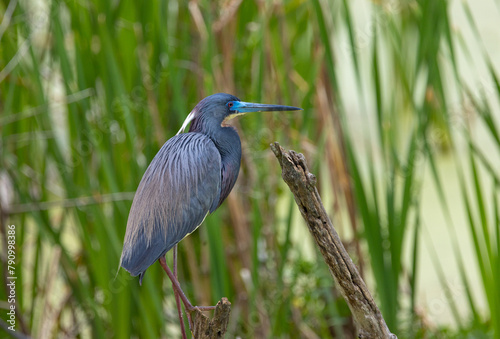Great Blue Heron in Marsh photo