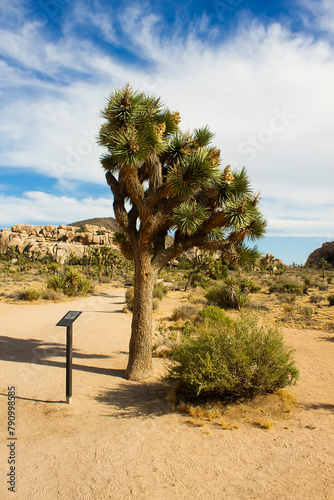 Information stand next to Joshua tree on Barker Dam trail, California, USA. Vertical image
