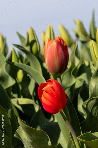 Tulips in full bloom springtime in the Skagit Valley