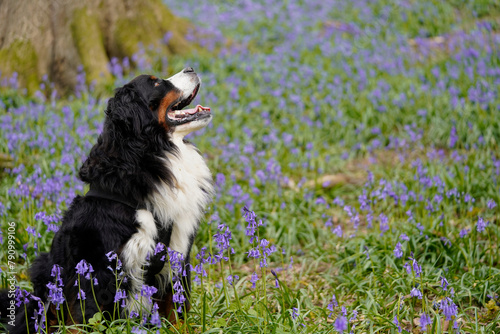 Bernese Mountain Dog in the bluebell woods, looking away and up 