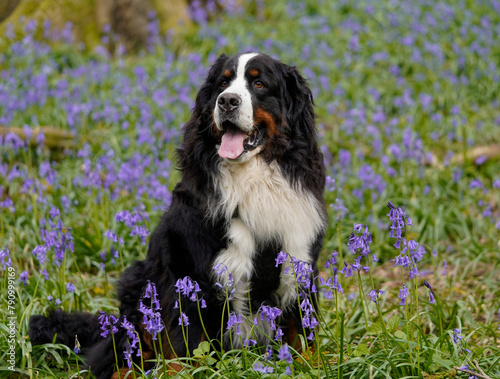 Bernese Mountain Dog sitting in the bluebell woods 