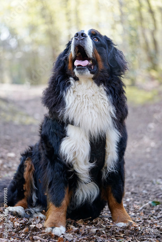 Bernese Mountain Dog sitting in the forest, looking up 