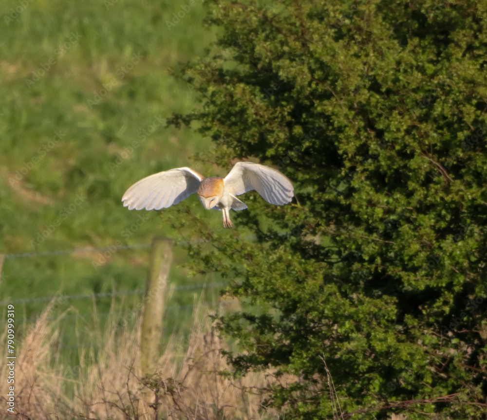 A beautiful Barn Owl in flight at sunset A beautiful Barn Owl in flight at sunset