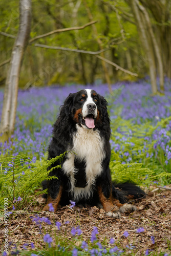 Bernese Mountain Dog sitting in the woods, bluebells in the background 