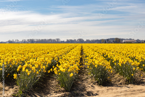 Yellow Daffodil Field in Skagit Valley