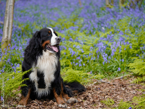 Bernese Mountain Dog in the bluebell woods, the dog is sitting, bluebells in the background 