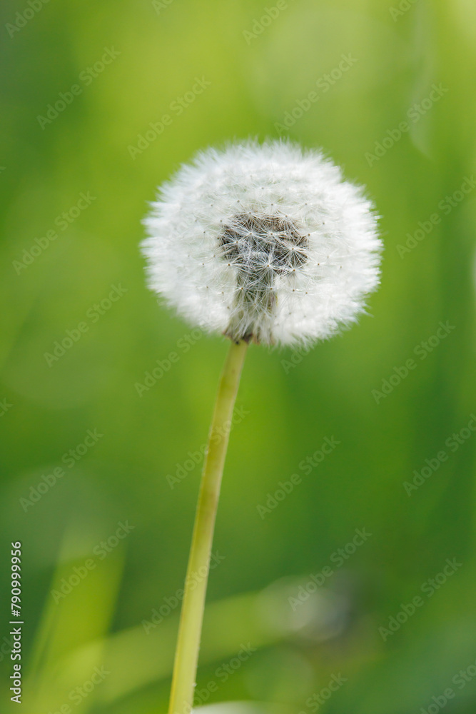 Fototapeta premium タンポポの綿毛