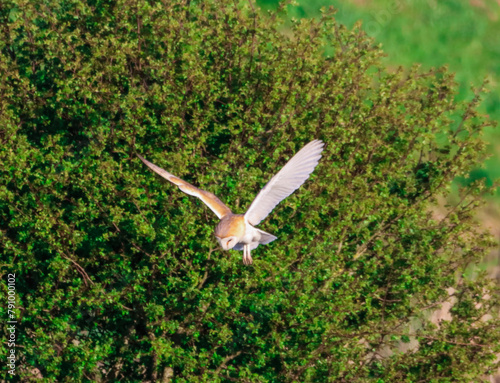 A beautiful Barn Owl in flight at sunset