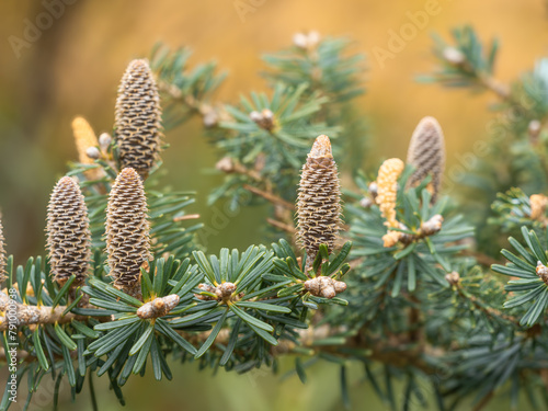 Nahaufnahme von aufrechten Zapfen an kleinen Zweigen der Koreatanne (Abies koreana). photo