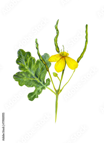 yellow flower isolated on white background