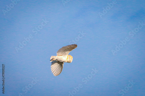 A beautiful Barn Owl in flight at sunset