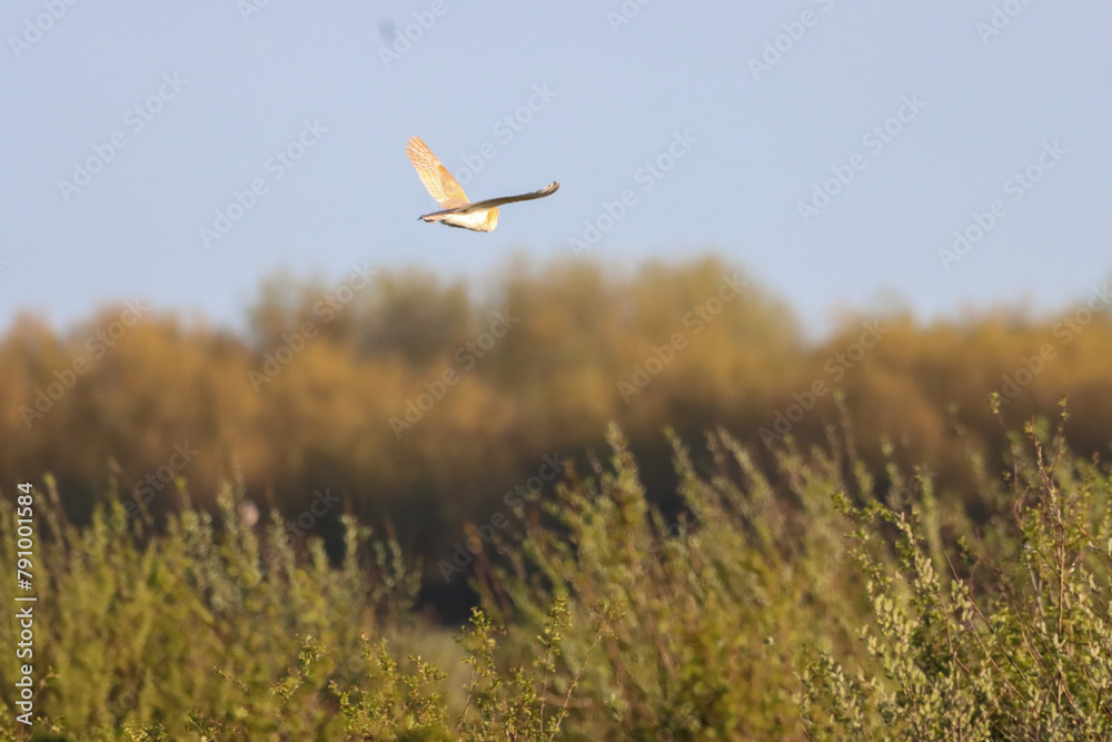 Fototapeta premium A beautiful Barn Owl in flight at sunset