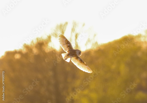 A beautiful Barn Owl in flight at sunset