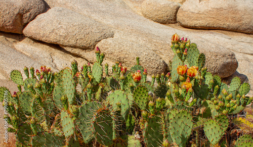 Blooming cactuses next to huge boulders in Joshua Tree National Park, California, USA