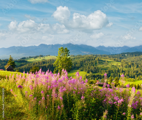 Summer evening mountain village outskirts with pink flowers in front and Tatra range behind (Gliczarow Gorny, Poland)