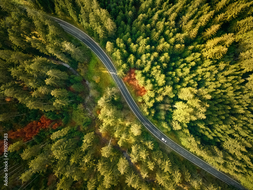 Perpendicular view of spruce colourful autumn forest from above divided by winding road with moving cars.