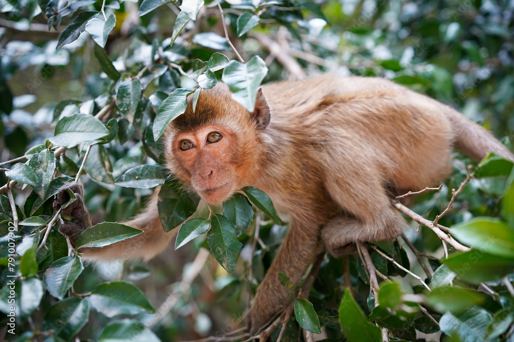 Fototapeta premium Lonely monkey sits on the tree in jungle and looking up the distance with trees in the background. Monkey lives in the rainforest of Thailand, close up.