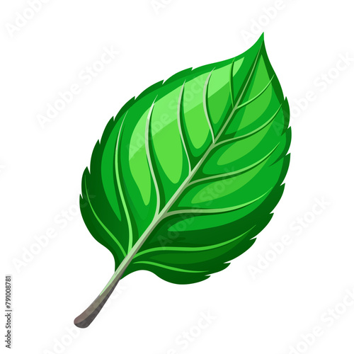 Green spring leaf art drawn on white background