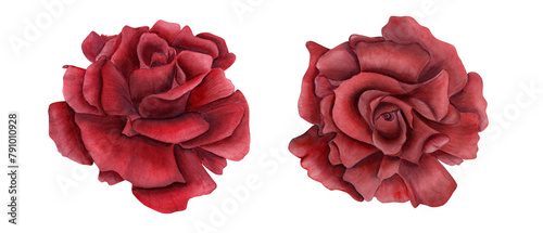 Open deep red rose flowers. Top view. Floral symbol of love. Two ruby flower heads. Watercolor illustration of realistic garden plant. As decorative element for wedding arrangement, greeting