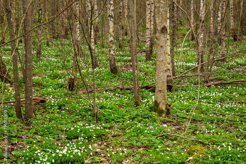 Woodland scene with white blooming anemones in spring in April in Latvia