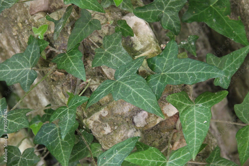 Naklejka premium leaves on the ground