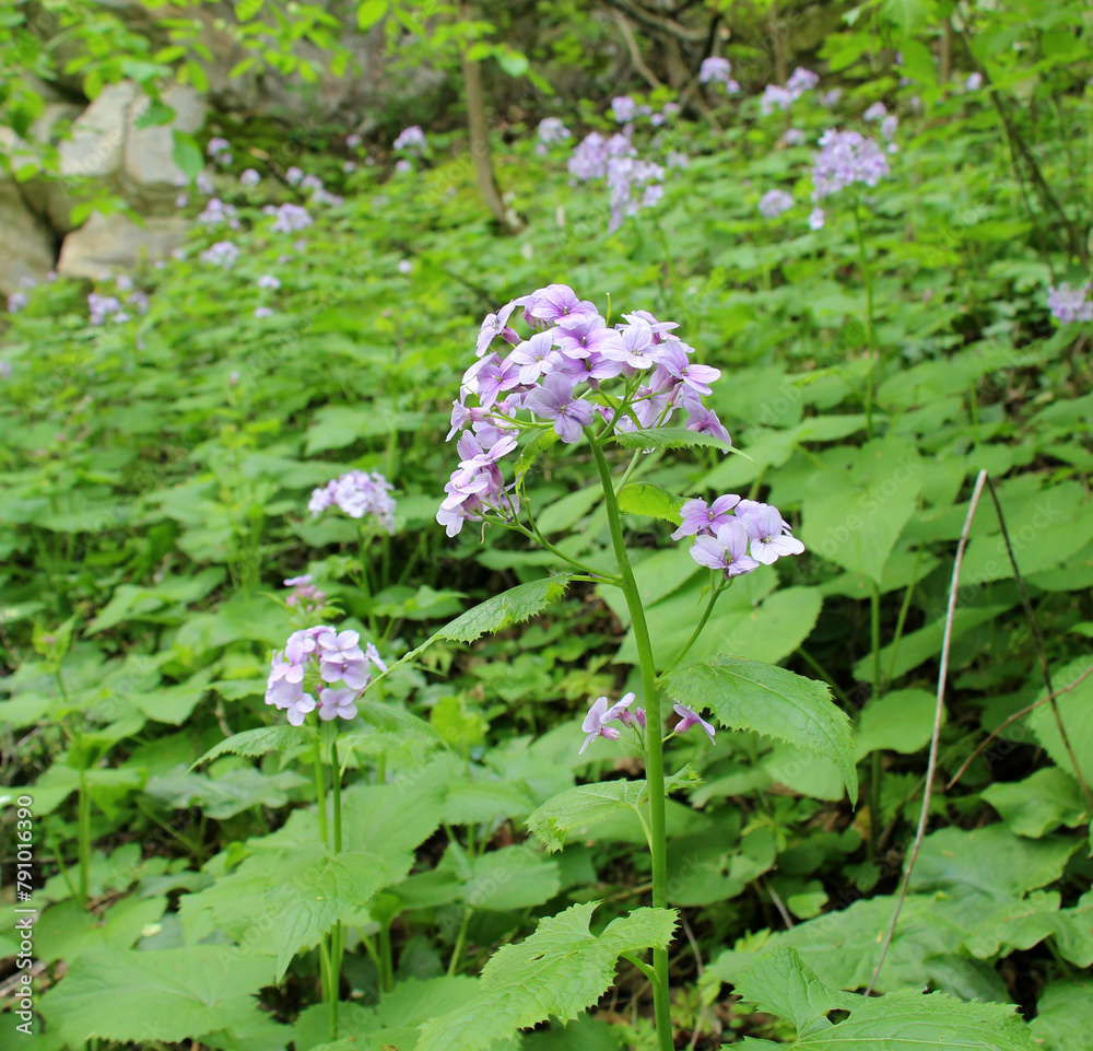 Lunaria rediviva blooms in the forest in spring