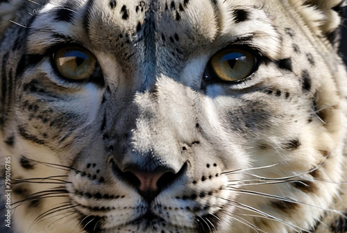Up close and personal with snow leopard (Panthera uncia) in wilderness. Fierce and serious gaze as predator in exotic natural world. Animal themes wildlife concept. Copy ad text space. Generated Ai
