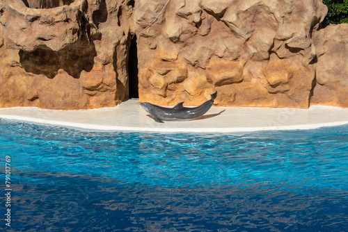 Bottlenose dolphin out of the pool
