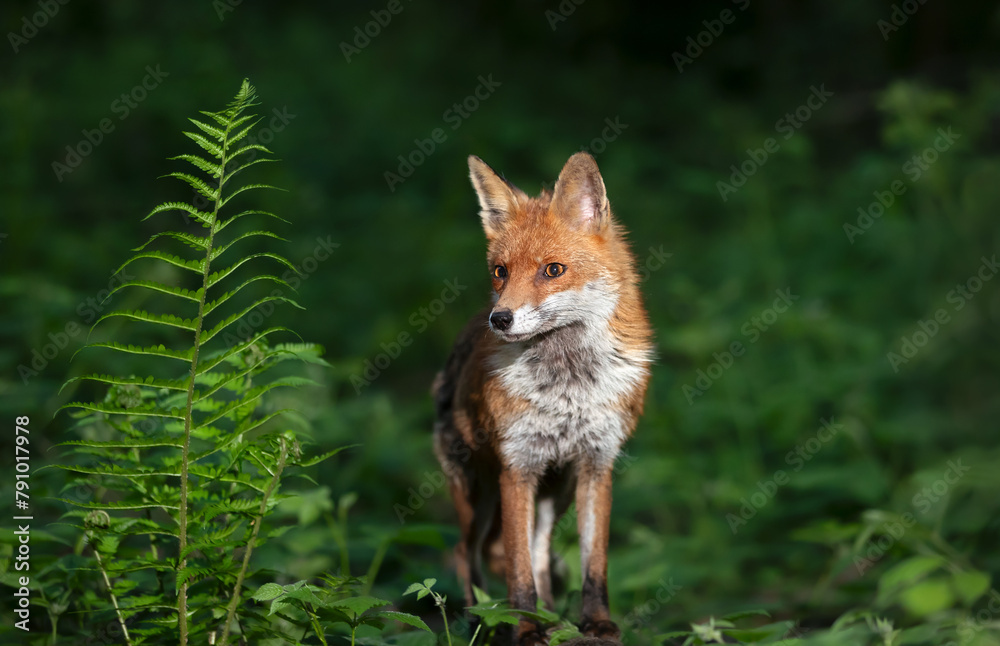 Fototapeta premium Portrait of a red fox cub in a forest